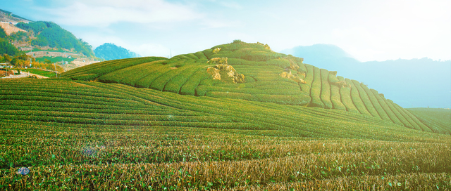 台湾における農業用地に関する法的障壁:日本企業への最大の留意点